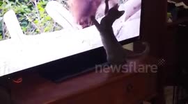 Kitten tries to attack bear on TV