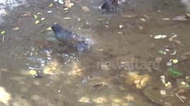 BIRD BATH IN THE IRRIGATION  STRUCTURE