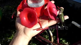Wild hummingbirds landing on my hand for some sugar water