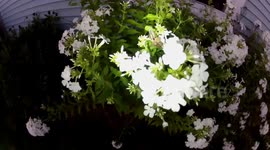 Wild Hummingbird moth eating off of my flowers