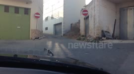 Cat refuses to move out of road