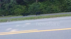 How a mother bear and her cubs treated in Ucluelet - NO WONDER EVERYONE GOES TO TOFINO INSTEAD