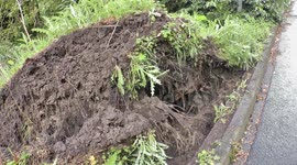 Fallen Tree - Alnwick Housing Estate - Northumberland