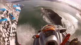 Jetskier hits humpback whale