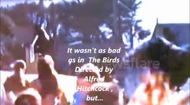 Blackbird attacks people