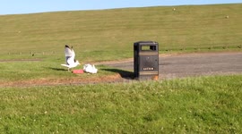 Seagull Steals Food From Bin