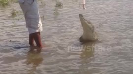 Man Feeds Crocodile Chicken
