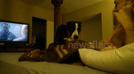 Dog doesnt like covers