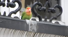 Stray parrot attends Notting Hill Carnival