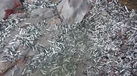 1000s of dead fish washed up on plymouth beach