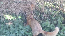 Urban Foxes playing in Public car park