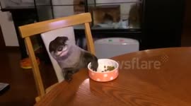 Well-behaved otter eats at dinner table