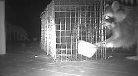 Raccoon outsmarts food trap