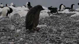 Clumsy chick spectacularly face plants on Antarctic beach