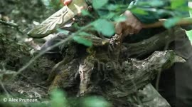 Sculptor makes artwork tree roots