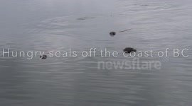 Smart and playful seals want food!
