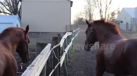 Horses racing each other.