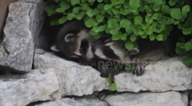 Baby raccoons licking each other.