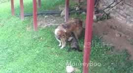 Monkey Mounts Dog!