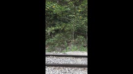 Perurail Passing in Machu Picchu