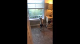 Mini pig opens window and jumps out!
