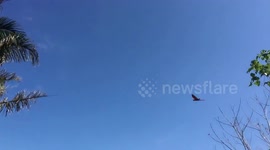 Scarlet macaw soars in the sky in Costa Rica