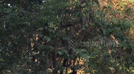 White face monkey jumps and plays in Costa Rica