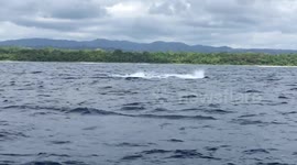 Humpback whales breach near corcovado National Park in Costa Rica