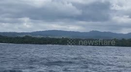 Humpback whales and dolphins breach near corcovado National Park in Costa Rica