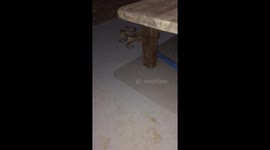 Woman fights off deadly poisonous snake Fer De Lance with a broomstick