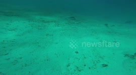 Woman Swimming with Stringrays in Belize