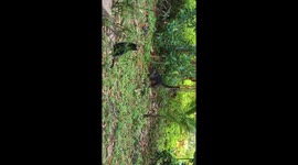 Coati- raccoon-like animal - explores backyard while black cat watches in Costa Rica