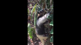 Rescued anteater feeds on ants in Costa Rica