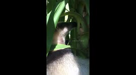 Rescued anteater feeds on ants in Costa Rica