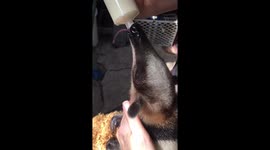 Feeding a Rescued anteater in Costa Rica