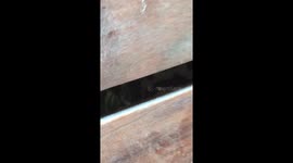 Woman frantically tries to rescue abandoned kitten under floorboards
