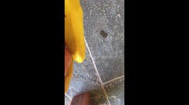 Woman frantically tries to rescue abandoned kitten under floorboards
