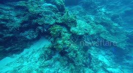 Moray Eel Sighting while Diving in Belize
