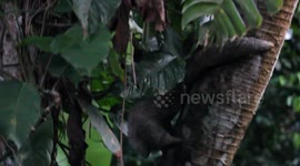 Sloth Climbs Tree after Rescue in Matapalo, Costa Rica