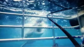 Charging Great White Shark