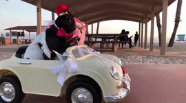 Cute doggies get hitched in royal wedding tribute