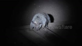 Dinnertime! A or Thick-tailed Bushbaby Greater Galago eating some bread