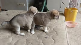 Vicious Dog fight pt1