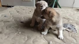 Vicious Dog fight pt2