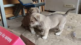 Vicious Dog fight pt4