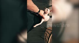 Loving Sphynx Kitten - Amazingly Obsessed purring naked Cat