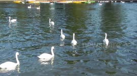 People partying on boats in Windsor on the river thames while the royal standard flys in the light wind on the top of Windsor castle to celebrate the royal wedding by Jim Connor