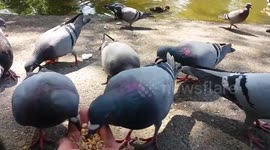 Pigeons eating from hand