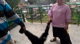 play with the siamang