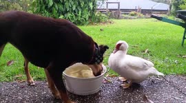 Sorry that's my toy duck